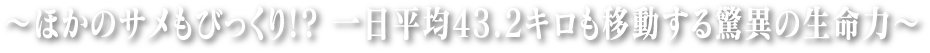 ~ほかのサメもびっくり!? 一日平均43.2キロも移動する驚異の生命力~